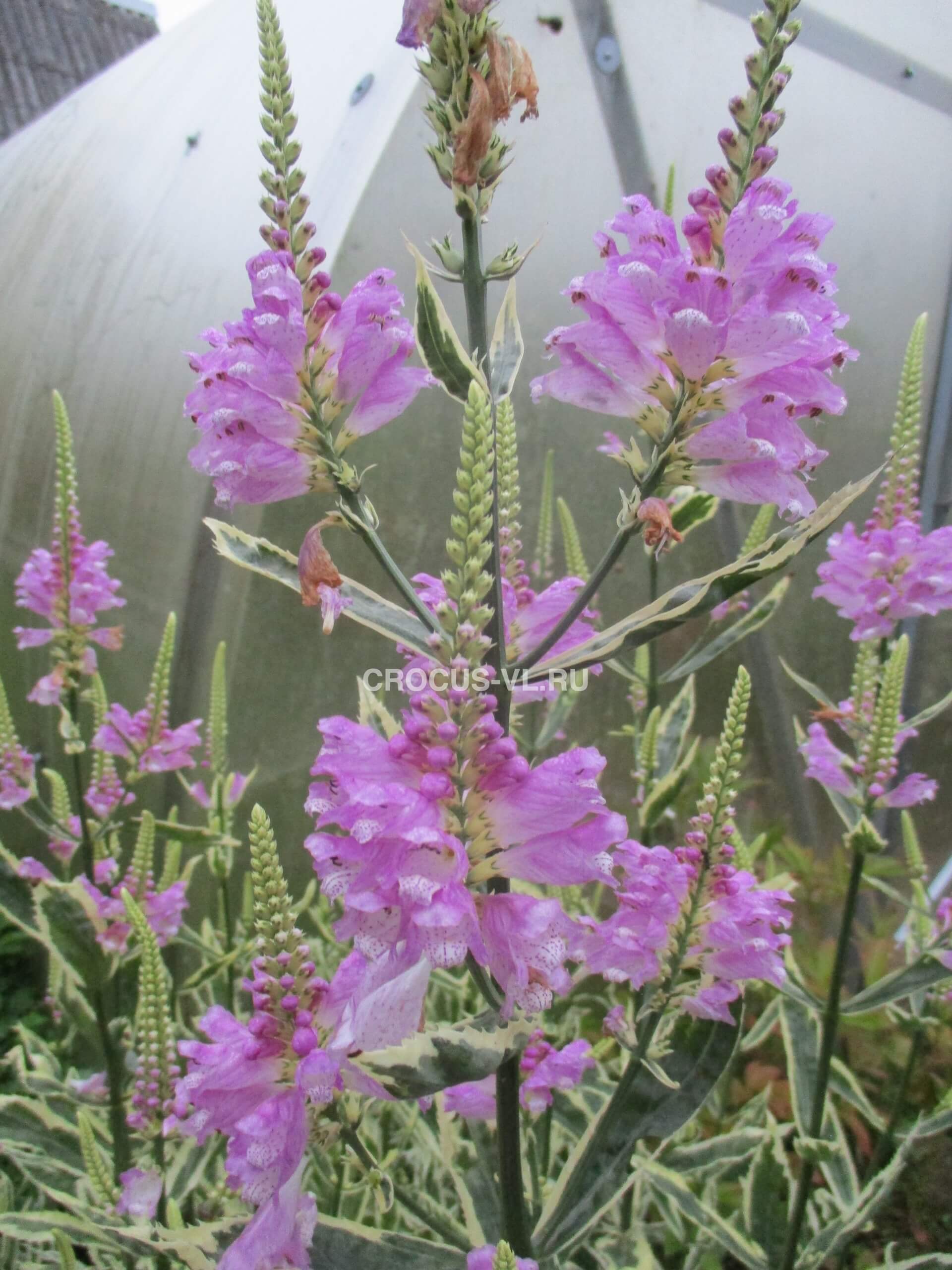 Физостегия виргинская «Variegata»